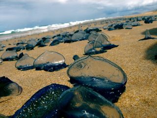 Velella velella, sailor jellyfish