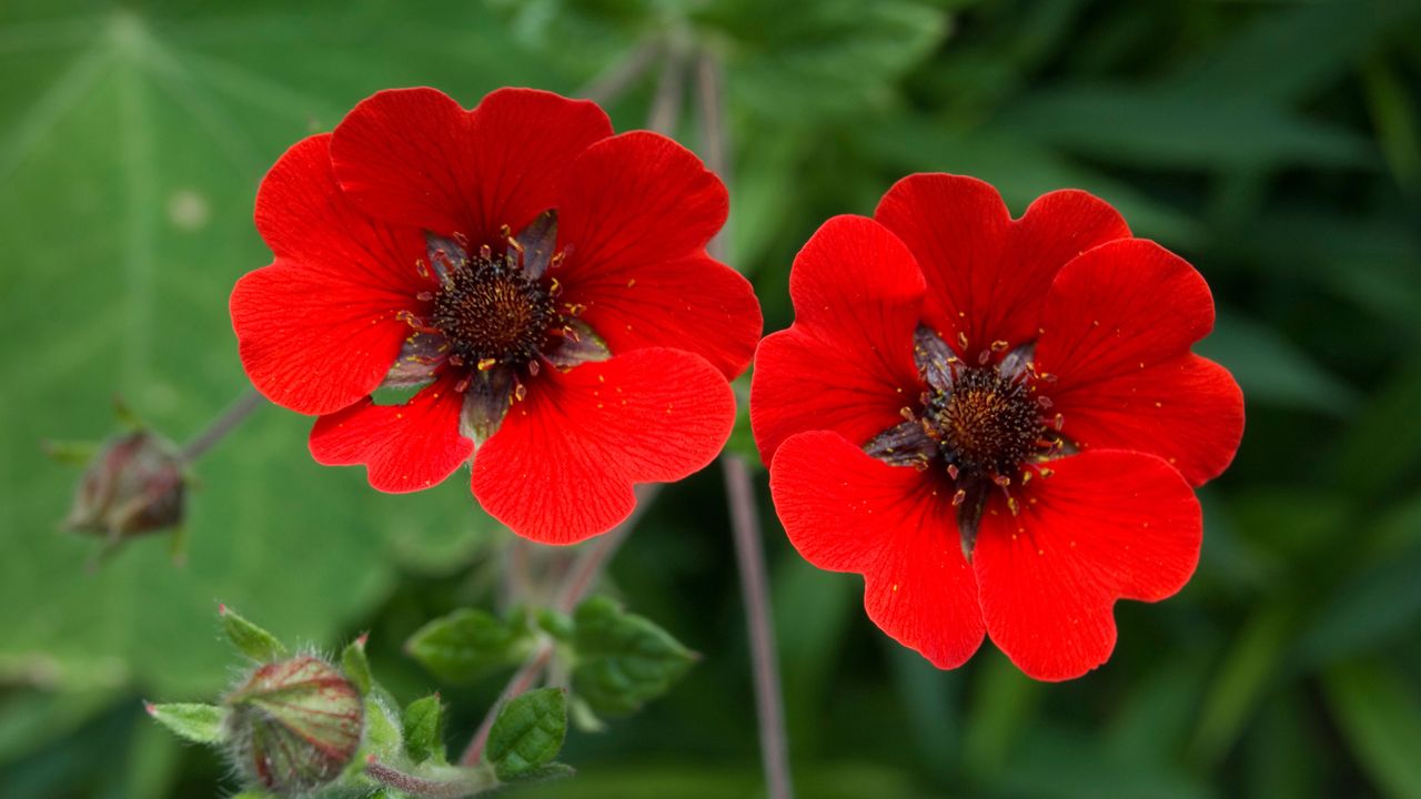 Potentilla &#039;Gibson&#039;s Scarlet&#039;