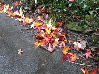 Leaves on path