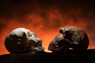 The modern skull (left) shows a point indicating the chin, while the Neanderthal-era skull (right) shows no such chin feature.