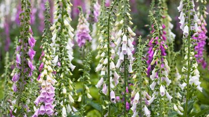 foxgloves are one of the top deer-resistant plants