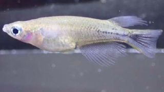 A male celebes medaka with black markings starting to appear towards the end of its tail.
