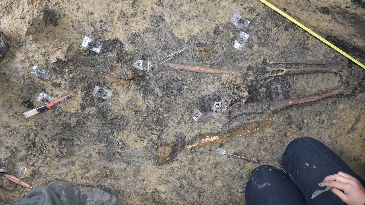 The complete skeleton of the warrior and the skull and leg bones of his horse were found in the tomb. The man seems to have been buried wearing a gold mask.