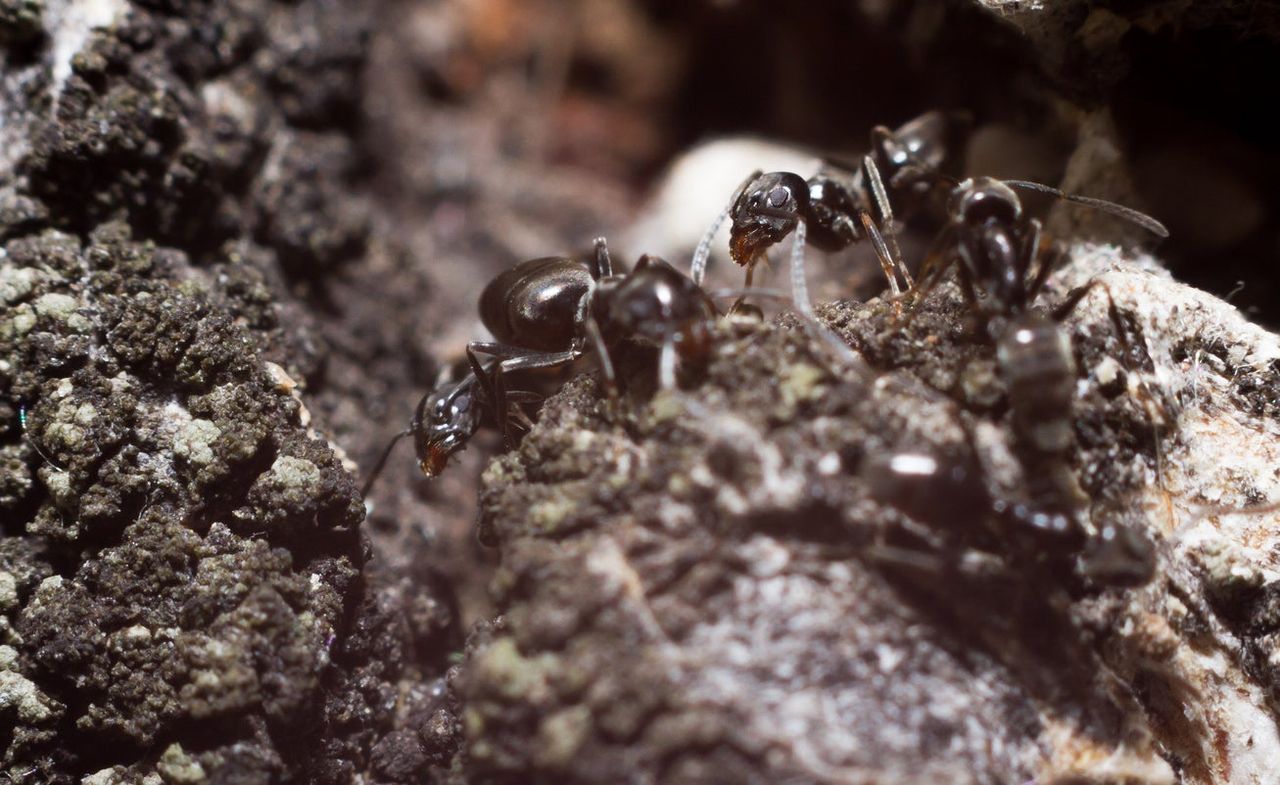 Insects In Soil