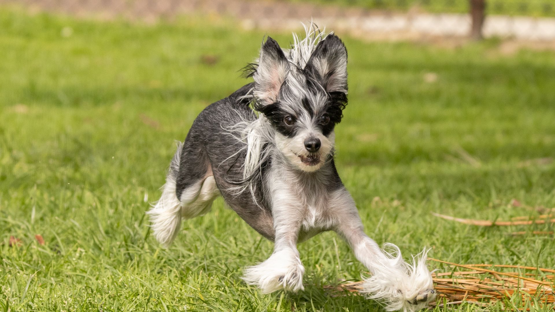 chinese crested dog