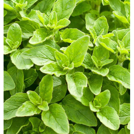 Set 3 Greek Oregano Plants Live for Planting, Oregano Herb Plants Fragrant Oregano Seedlings for Indoor Outdoor 4 to 6 Inch Tall