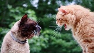 cats fighting