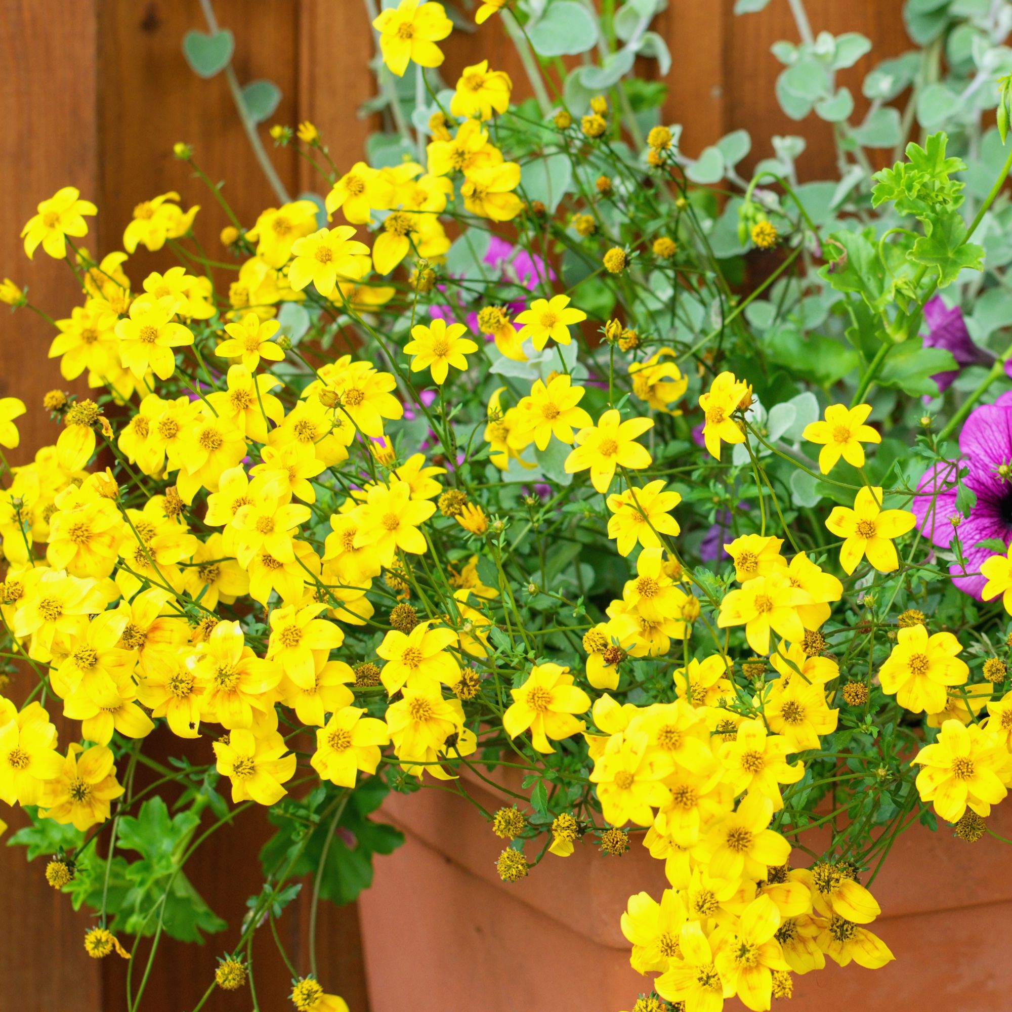 Bidens in container
