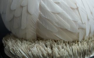 Detail of white bird feather
