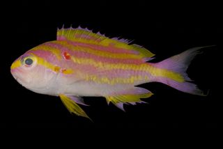 The closest known relative to the new species is Tosanoides flavofasciatus, a fish that lives in the Palau islands.