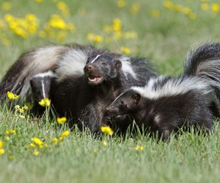 Two skunks in green grass with yellow flowers