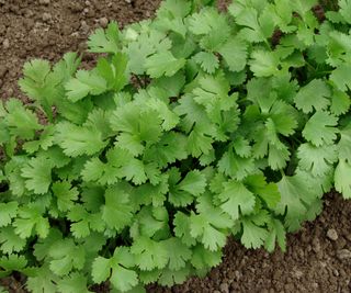 coriander growing in a vegetable patch