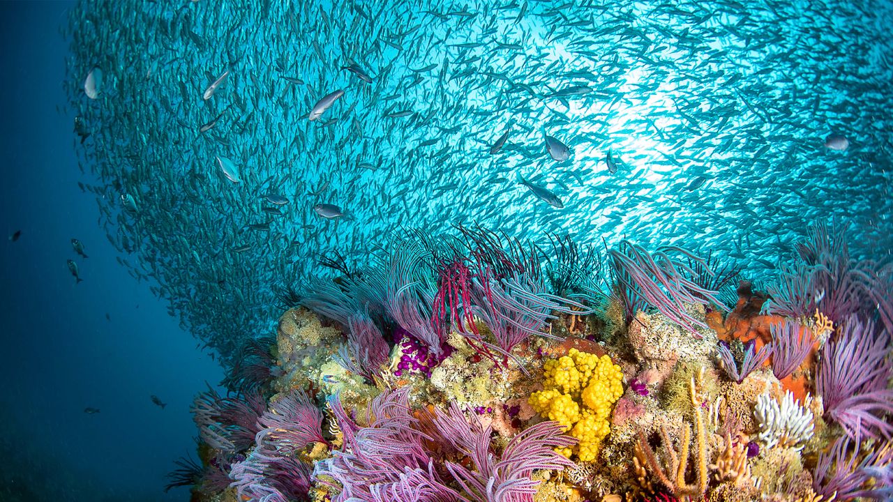Coral and a school of fish.