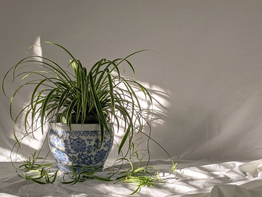 10 best bathroom plants low light, humidityloving greenery for your