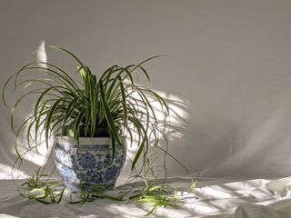 Chlorophytum Variegatum Spider plant in shady spot