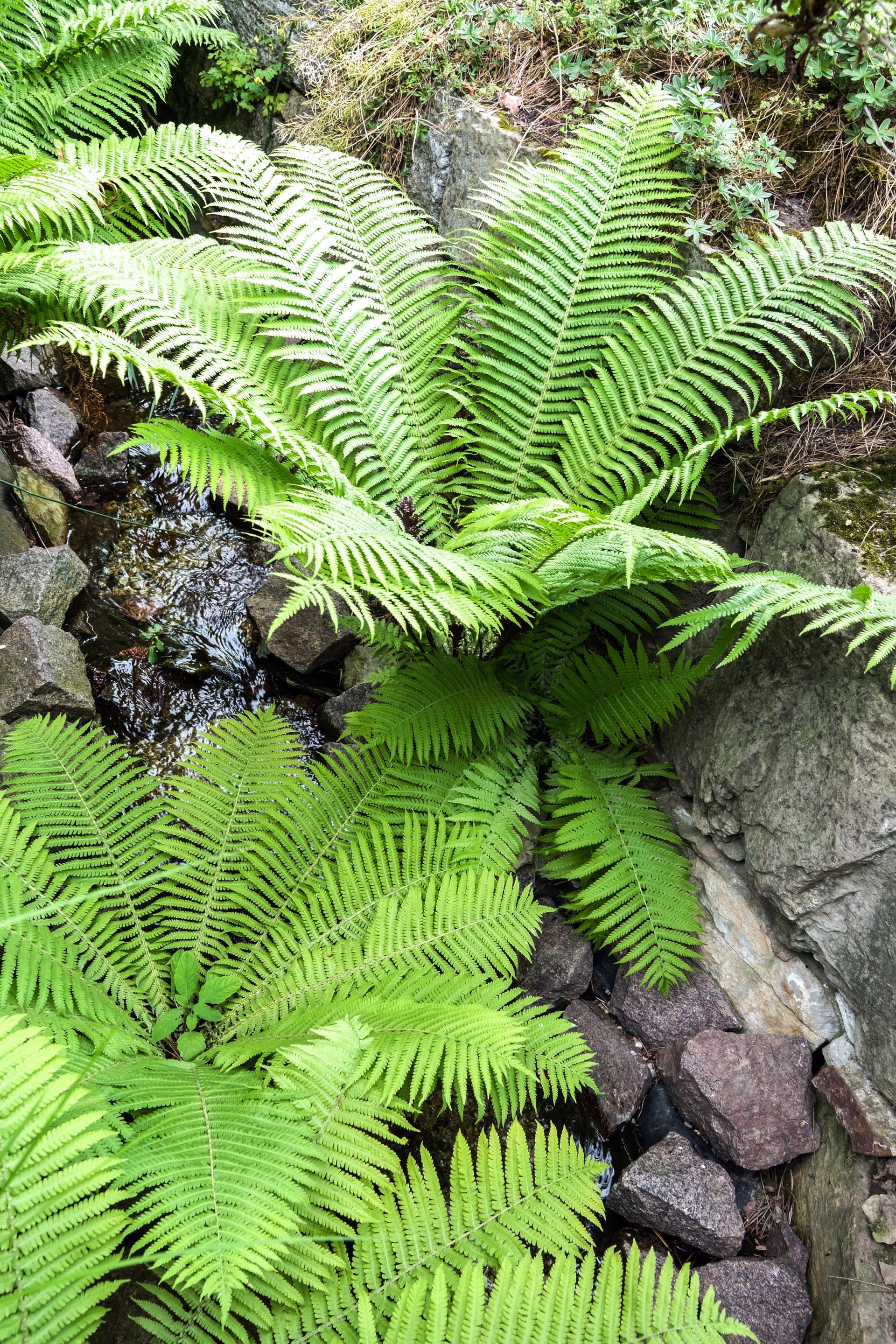 How To Grow Ferns For Low Maintenance Greenery Gardeningetc 2543