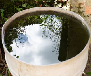 water in bucket with reflections of sky and plants