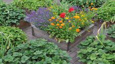 Raised beds full of flowers fruit and vegetables