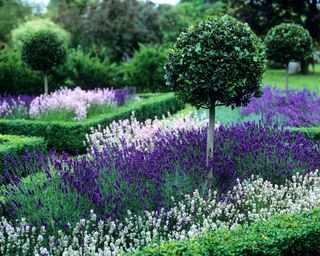 lavender and topiary flowerbed