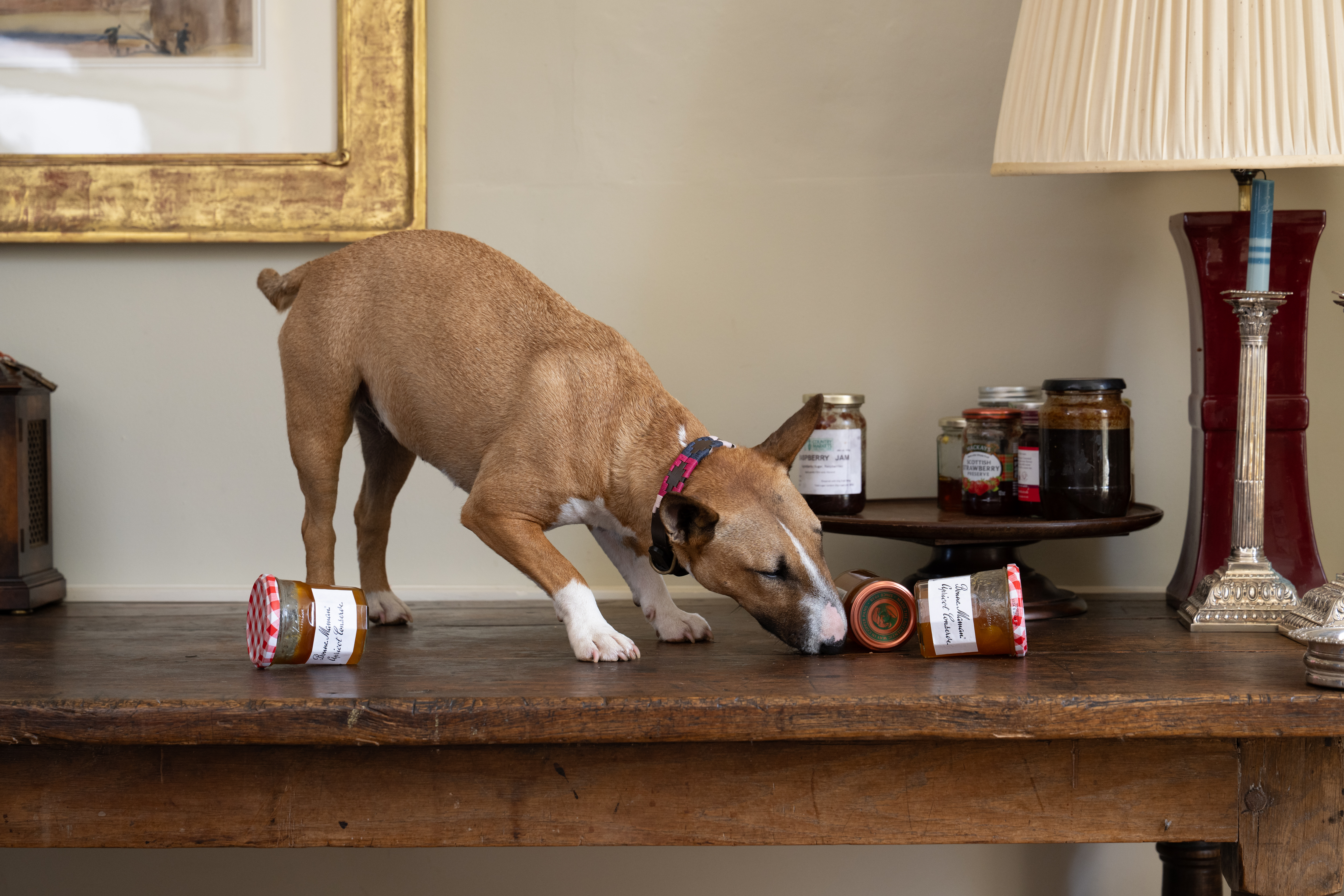 An English bull terrier called Peggy