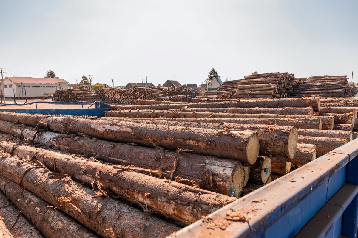 Round timber logs preparation sorting processing at sawmill. Wheel loader and automatic sorting logs diameter at the sawmill