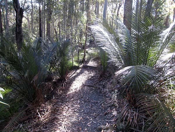 Australian rainforest
