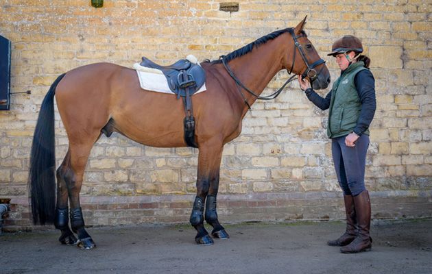Premier Equine Kevlar Airtechnology Tendon and Fetlock Boots review