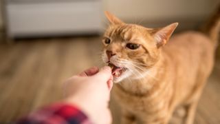 Cat being given a treat