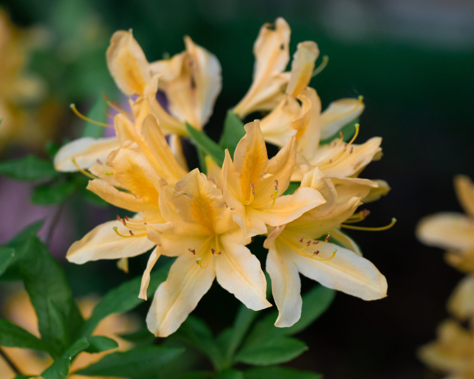 Light yellow azalea flowers