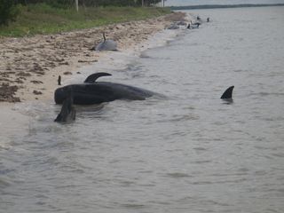 Several dead pilot whales.