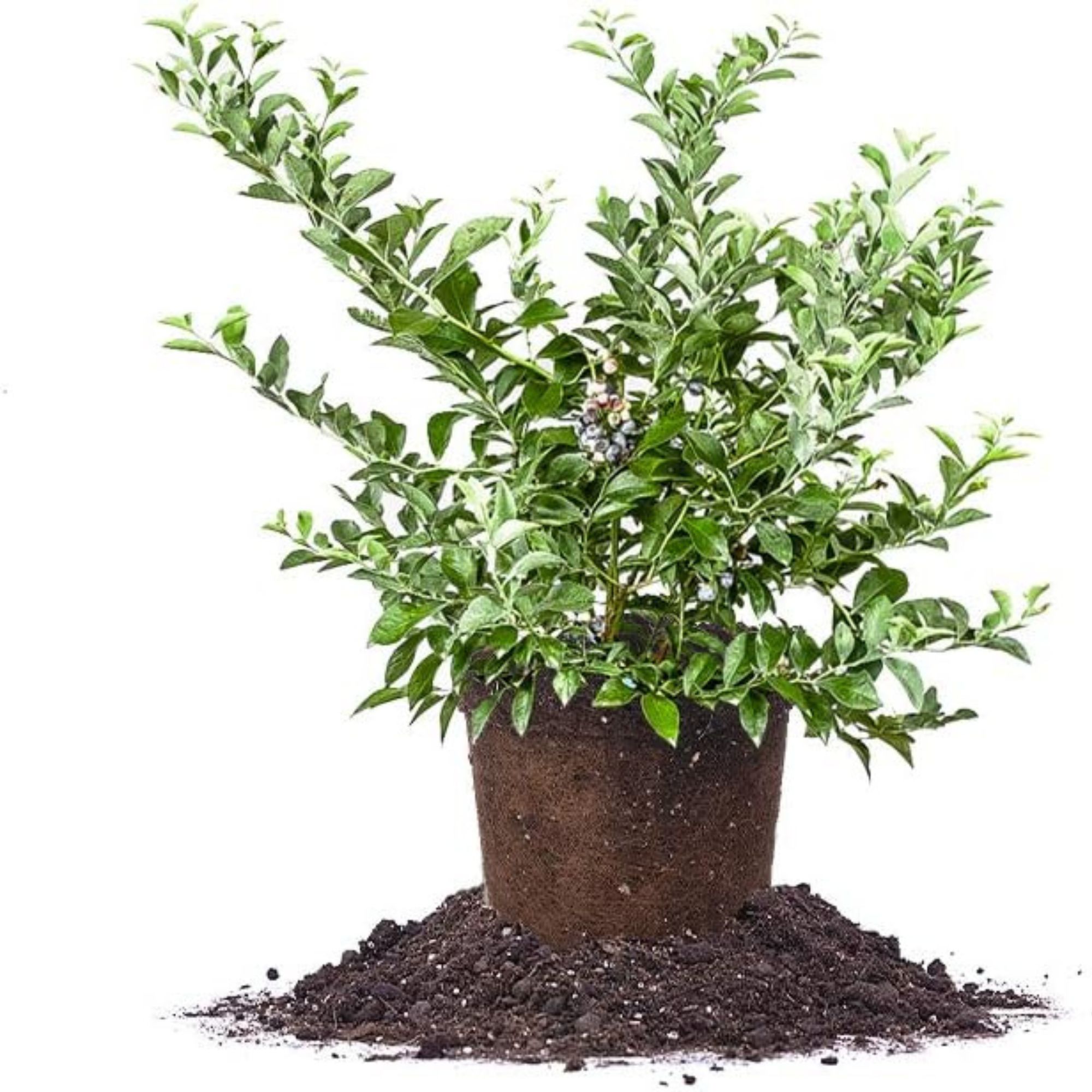 PERFECT PLANTS Tifblue Blueberry Live Plant