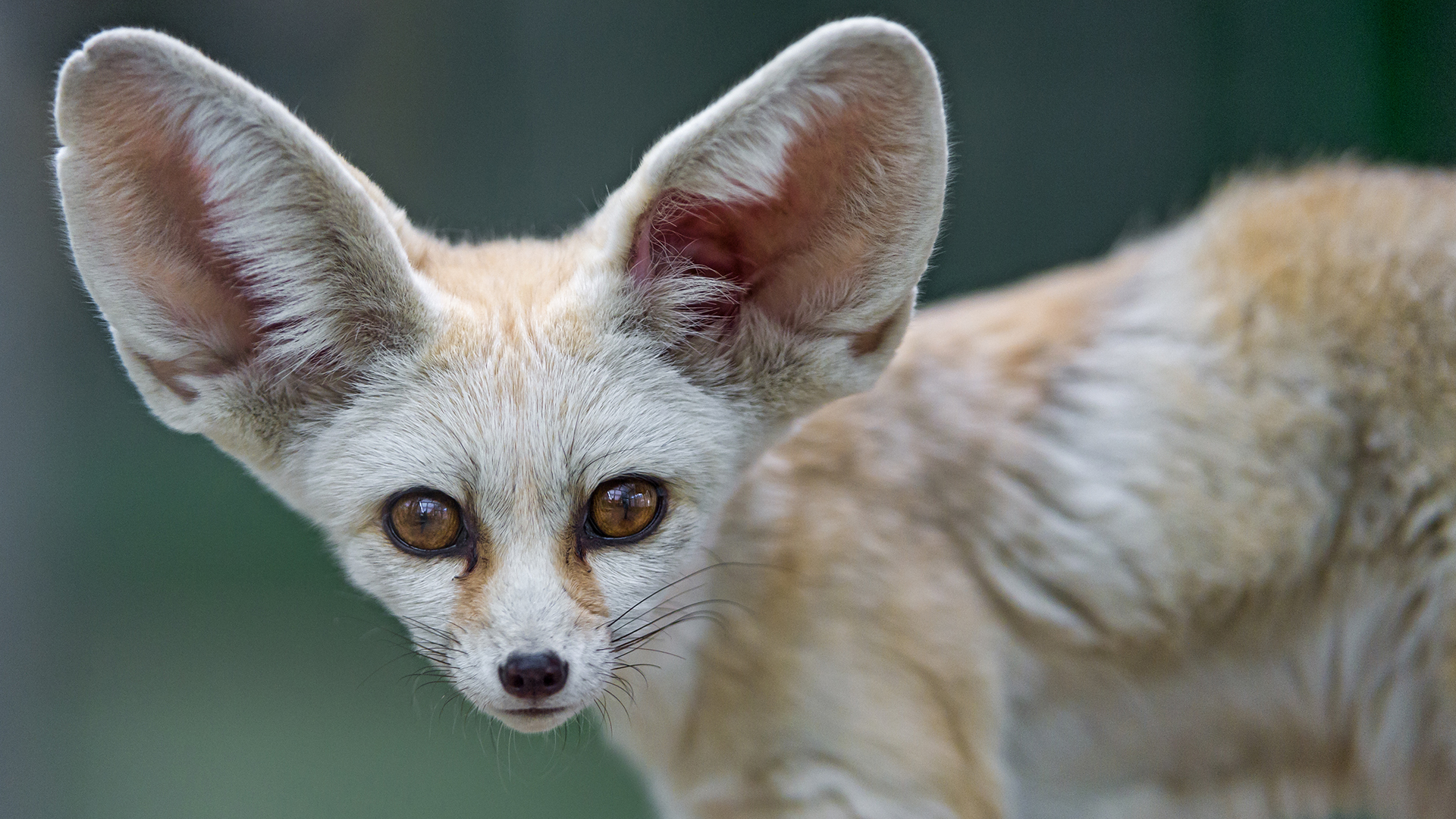 A fennec fox (Vulpes zerda).