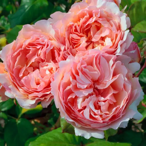 Princesse Charlene De Monaco&amp;reg; Hybrid Tea Rose