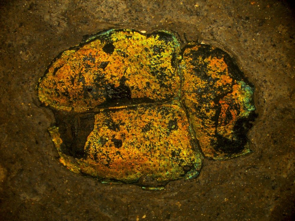 An ancient beetle fossil with metallic colors.