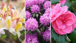 THREE IMAGES OF SPRING FLOWERING SHRUBS