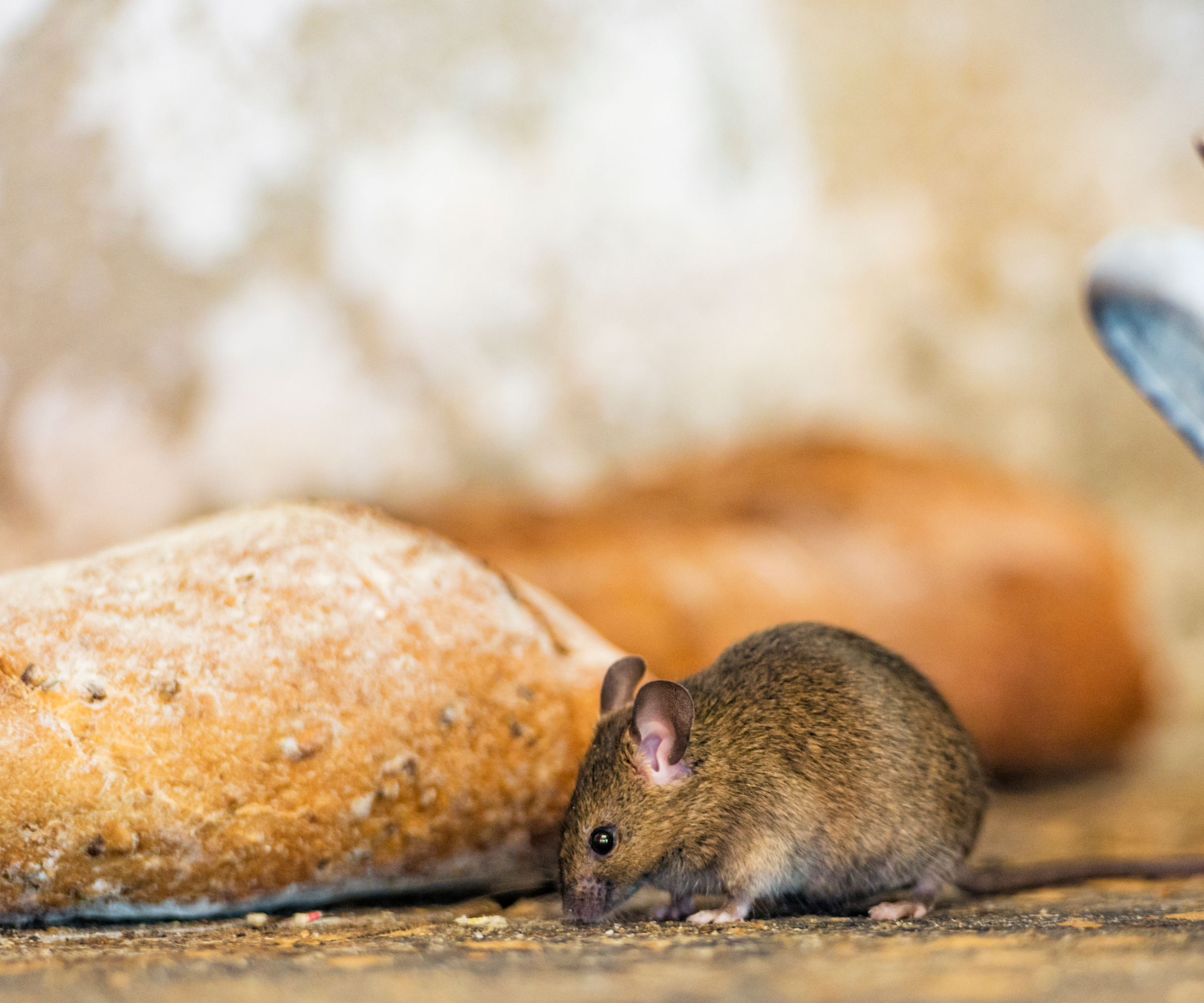 Mouse next to a load of bread