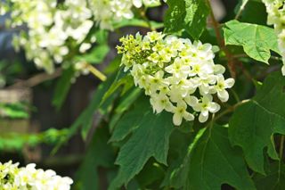 A close-up of white oakleaf hydrangea flowers