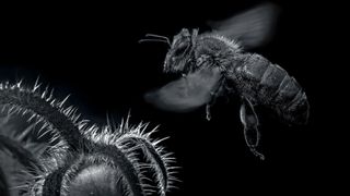 GuruShots - Mostly Black July 2025