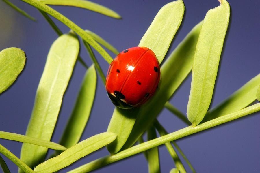 Seoul&amp;#039;s mayor is building hotels for bugs