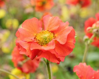 The vibrant petals of the summer perennial Geum 'Scarlet Tempest'