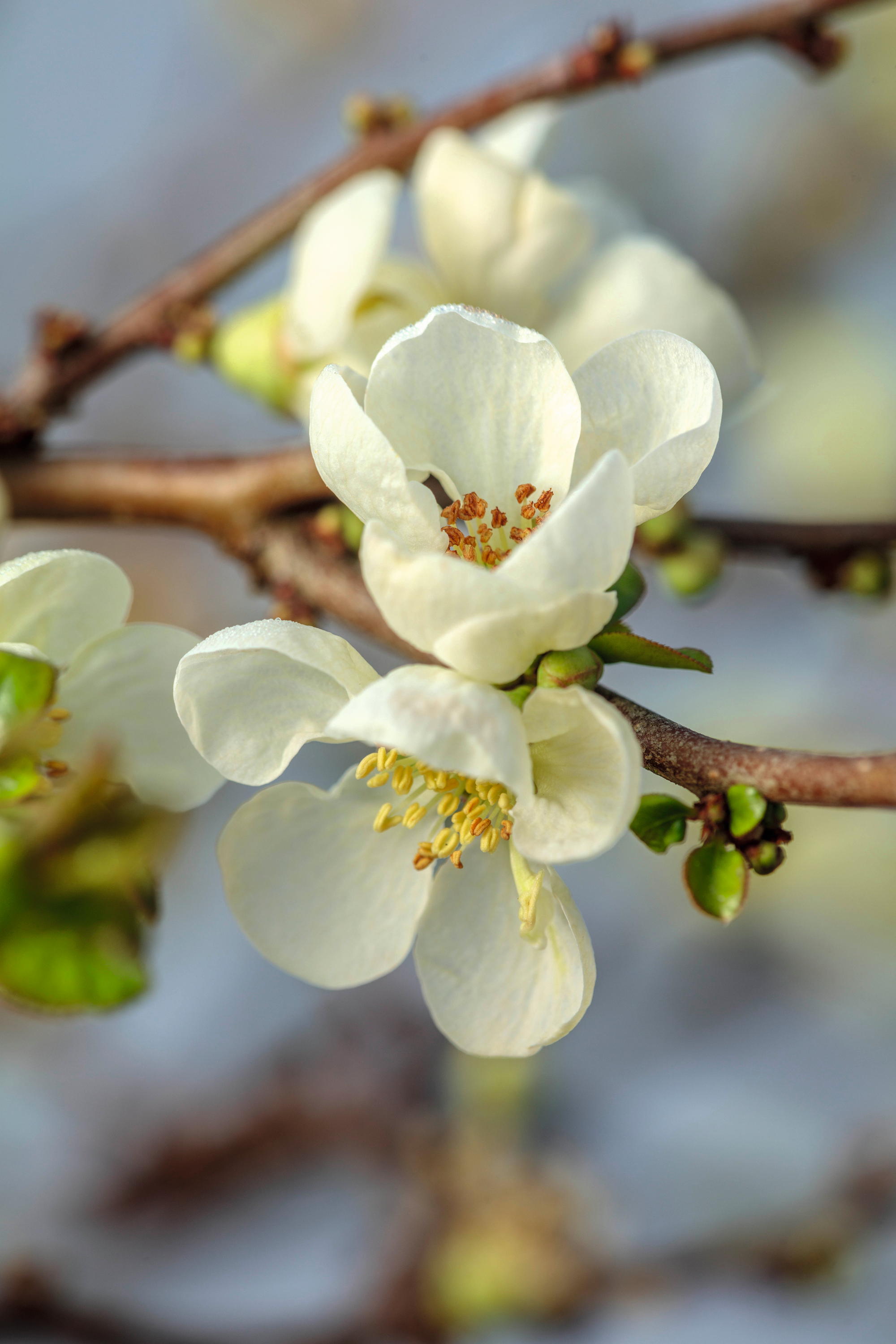 CHAENOMELES TRIAL, FLOWERS OF CHAENOMELES X SUPERBA JET TRAIL, SHRUBS, MARCH, JAPANESE QUINCE
