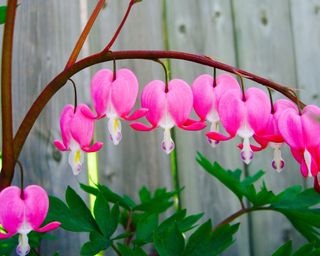 bleeding hearts grown from young plugs planted in spring