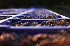 Boxes of Cabernet Sauvignon after harvest