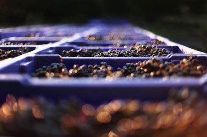 Boxes of Cabernet Sauvignon after harvest