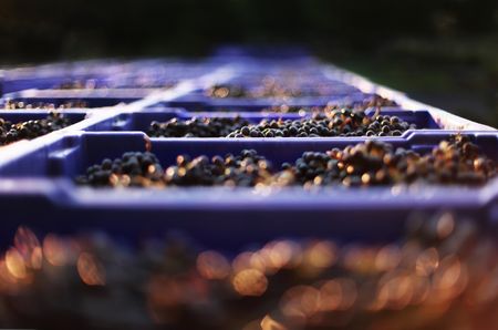 Boxes of Cabernet Sauvignon after harvest