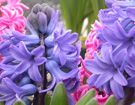 hyacinths.jpg