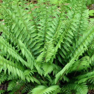 Christmas Fern Roots 