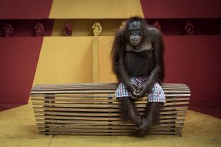 Aaron Gekoski&#039;s image &#039;See No Evil&#039; shows an orangutan sitting on a bench wearing a pair of human shorts, stuck in an attraction for tourists in Thailand