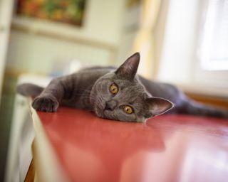 A grey British shorthair cat lying on kitchen counter