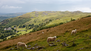 Sheep wander across the Brecon Beacons